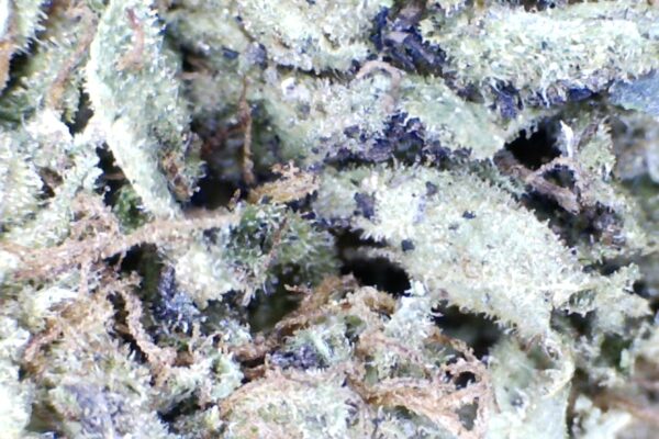 Gelato-41  by: Humboldt farms - Image 5